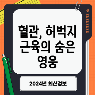 혈관, 허벅지 근육의 숨은 영웅